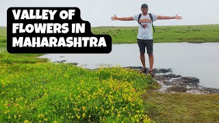 Kaas Plateau  Kaas Pathar Satara  कास पठार  Valley of Flowers  Satara Maharashtra [upl. by Lletnwahs]