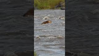 Lions Tackle Raging River 😲 [upl. by Nnaes]