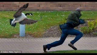 People Vs Geese   Funniest and most Hilarious Geese Attack [upl. by Eiramave210]