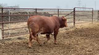 Beefmaster Bull 20365  Cattle for sale [upl. by Laddie957]