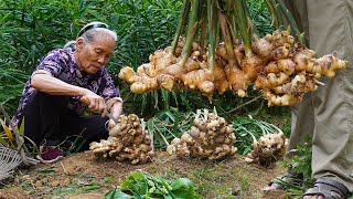 Grandma shares 4 ways to cook ginger｜生薑怎麼做最好吃？阿婆和家人教你4種做法，酸甜鹹味全上｜food f广西 美食 ｜玉林阿婆 [upl. by Yruj320]