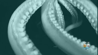 Into The Deep Giant Squid Captured On Video [upl. by Bradski]