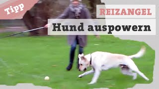 Hund auspowern mit der Reizangel – Hund beschäftigen  Hundekanal Reizangeltraining Hundetraining [upl. by Amaty]