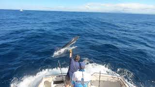 Bermagui Striped Marlin Fishing  Head Hunter Charters [upl. by Ailuj]