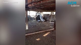 Giant python eats whole cow alive [upl. by Hepsiba]