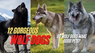 Wolfdog  12 Gorgeous Wolf Dog Breeds  Do Wolf Dogs Make Good Pets [upl. by Thomasina]