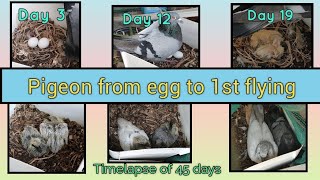 A Journey of Pigeon Egg to 1st flying 45 days timelapse Pigeon egg hatching Dubai [upl. by Corney]