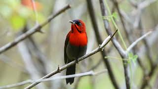 The Crimson Sunbird  WILDLIFE SINGAPORE BIRDING  4K [upl. by Einahpetse789]