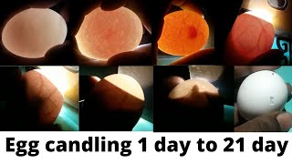 Egg candling 1 to 21 day  egg development [upl. by Dewie]