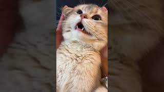 Funny Cat Videos Part 120 😹  Dont Forget Follow Me [upl. by Irbua]