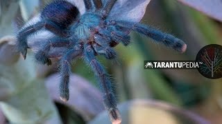 Adventures of the Brazilian blue and green pink toe tarantula  Avicularia geroldi [upl. by Haceber]