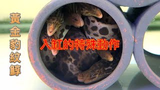 入缸的特殊動作黃金豹紋鯙Gymnothorax polyuranodon [upl. by Cotsen]