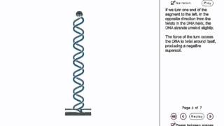 DNA Supercoiling Animation [upl. by Downs425]