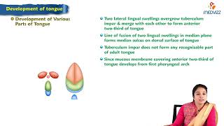 Development of tongue  Embryology Lecture [upl. by Eerrahs828]