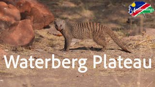 Waterberg Plateau and what is on top [upl. by Peckham]