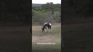 Bontebok National Park sanparks [upl. by Flodur]