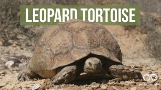 Leopard Tortoise Stigmochelys pardalis [upl. by Gillead]