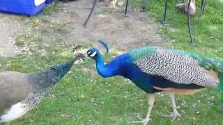 Peacock amp Peahen grooming each other [upl. by Miksen]