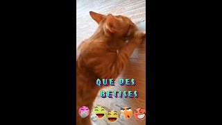 Chats drôles Que des bêtises chat chatdrole funny funnyshorts funnyvideo funnycats foryou [upl. by Krutz]