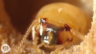 These Termites Turn Your House into a Palace of Poop  Deep Look [upl. by Elhsa]