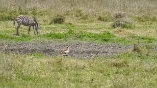 Alopochen aegyptiaca  ganso del nilo  egyptian goose [upl. by Barrow]