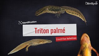 Vision turquoise  Identification du triton palmé [upl. by Une]