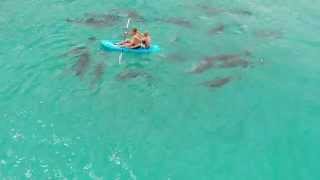 Dolphins circling kayak at Binalong Bay  Tasmania [upl. by Allene]