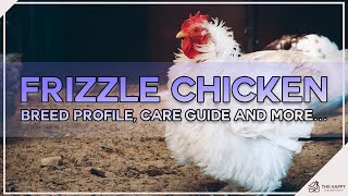 Frizzle Chicken Breed Profile Care Guide and More… [upl. by Thayer73]