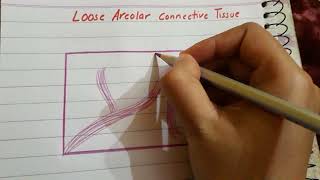 Loose Areolar connective tissue histology [upl. by Warthman]