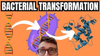 Bacterial Transformation Simply Explained [upl. by Niac]