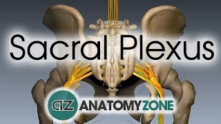 Sacral Plexus  Anatomy Tutorial [upl. by Selokcin]