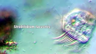 Strobilidium lacustris [upl. by Thagard]