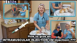 How to give a Dog and a Cat an IM Intramusular injection  Veterinarian Approved [upl. by Ahsenak91]