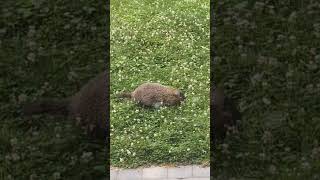 Woodchuck worries gardening wildlife pests [upl. by Simmie]