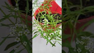 alyssum flowers virlvideo smellsgood gardening [upl. by Ive]