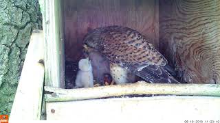 Kestrel chicks feeding time [upl. by Jarus]