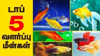 Top 5 Aquarium fishes for beginers Tamil [upl. by Yelrebma]