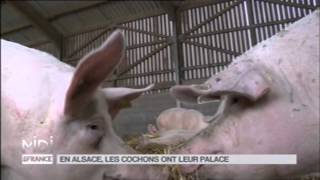 ANIMAUX  En Alsace les cochons ont leur palace [upl. by Kemppe313]