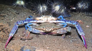 Crab mating Portunus pelagicusin Ambon  Indonesia  September 2024 4K60fps [upl. by Aridan475]