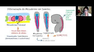 Somitogênese [upl. by Macy]