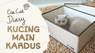 Kucing Main Kardus  Cia Cat Diary  Ep 20 [upl. by Camile]