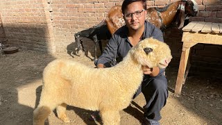 Mundre chatre kake lakhe Mundre Qurbani 2025 k liy Asif Mundra Farm🥰 [upl. by Lorsung175]