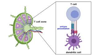 Structure and Immune Function of the Lymphatic System [upl. by Miett]