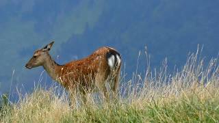 Sur les montagnes de Haute Savoie [upl. by Anawahs]