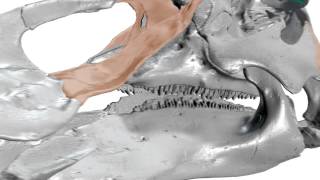 Hadrosaur chewing mechanism visualization using 3D animation [upl. by Sivek]