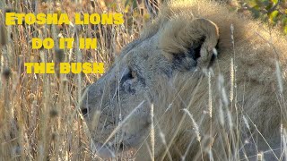 Etosha Lions mating in the Mopani Bush [upl. by Canon]