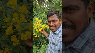 tamiltrending tamil avarampoo herbalife [upl. by Hcire853]