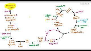 128 Summary of Glycolysis Link Reaction amp Krebs Cycle Cambridge AS A Level Biology 9700 [upl. by Howland]