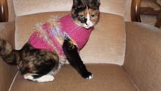 DIYTeil 1 Hundepullover StrickenPullover fHund mRollkragensweater knitting Tutorial Handarbeit [upl. by Egief]