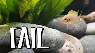 Unleashing the Unknown Our Shell Dwelling Cichlid Tank Mates Experiment  You Wont Believe [upl. by Teik]